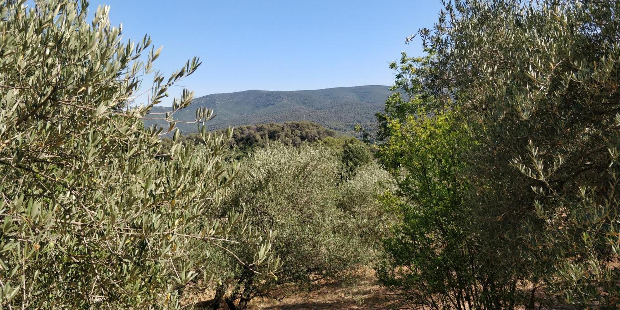 Villa Cigalons En Pleine Pinede Avec Piscine Chauffee De Mai A Septembre Auriol Buitenkant foto